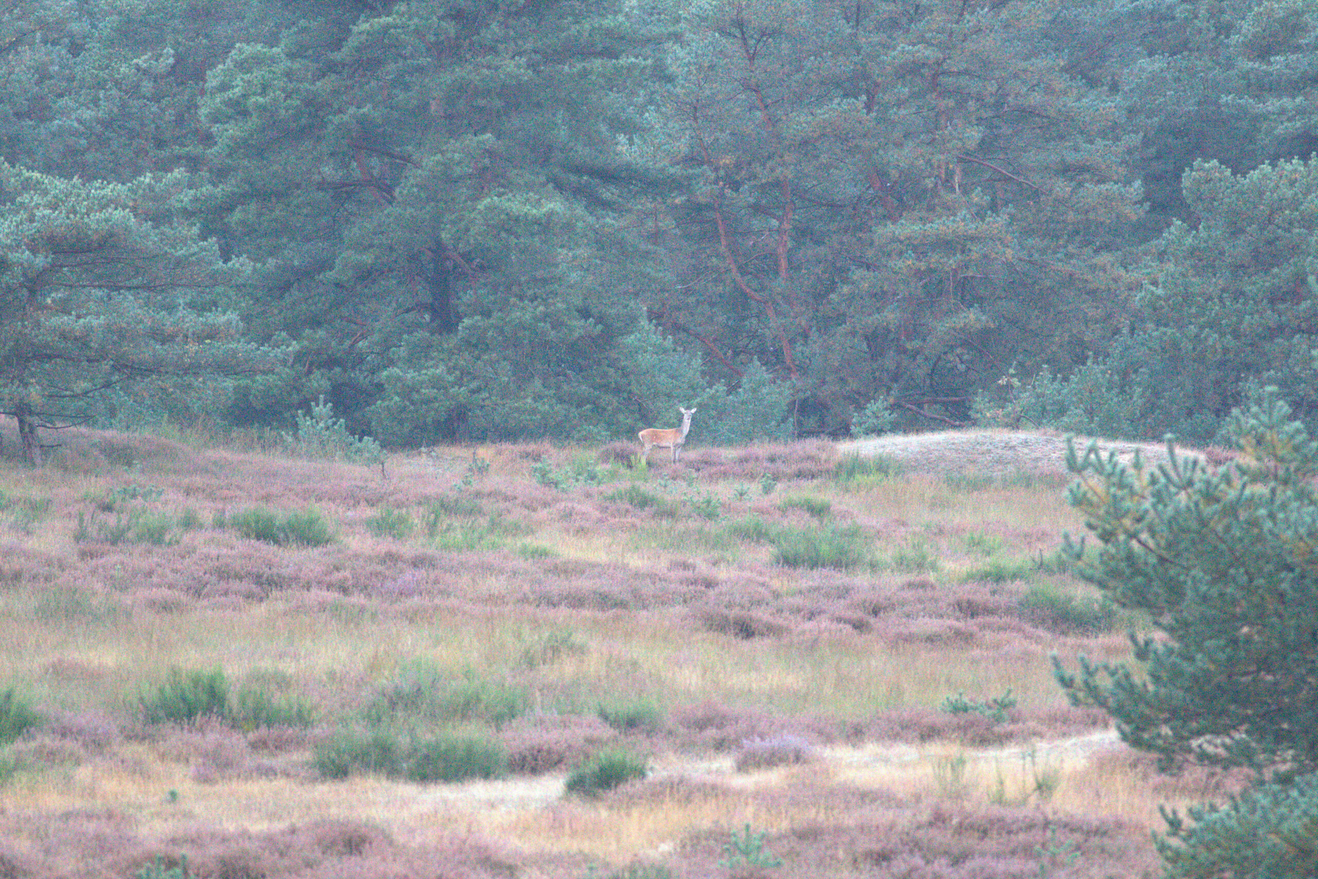 Bloem du Chatinier, Jonne Veldboom